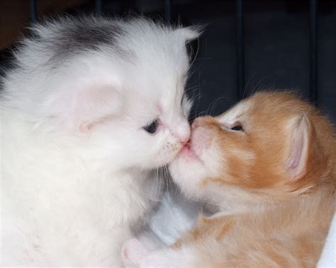 Kiss Cat .